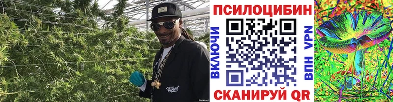 Галлюциногенные грибы Psilocybe  что такое   Южно-Сахалинск 